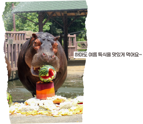 하마도 여름 특식을 맛있게 먹어요~