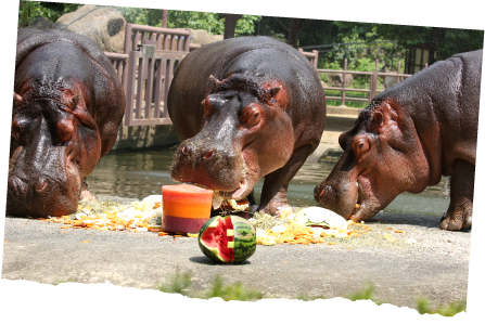 세 마리 하마가 과일을 먹고 있는 모습