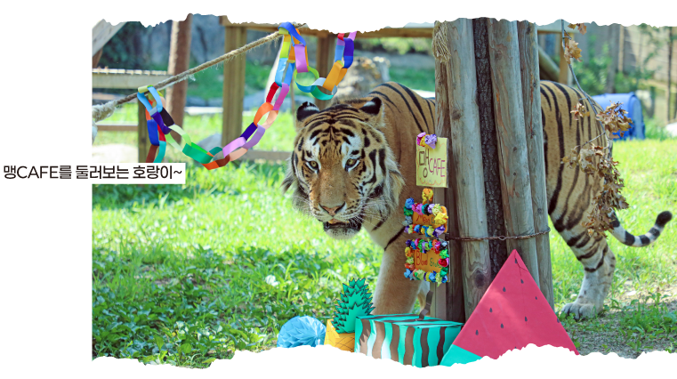 맹CAFE를 둘러보는 호랑이~