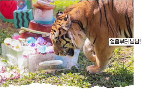 얼음부터 냠냠!