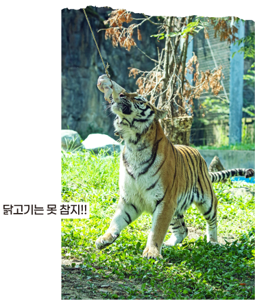 닭고기는 못 참지!