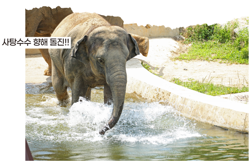 사탕수수 향해 돌진!!