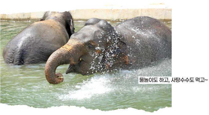 물놀이도 하고, 사탕수수도 먹고~