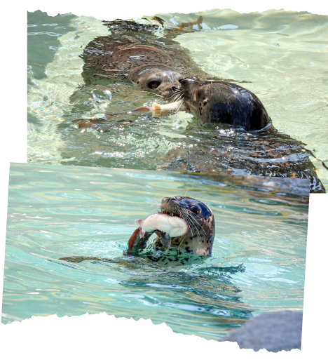 활어를 먹는 점박이물범