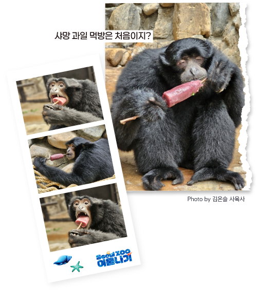 샤망 과일 먹방은 처음이지?