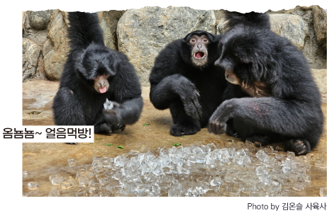 옴뇸뇸~ 얼음먹방!