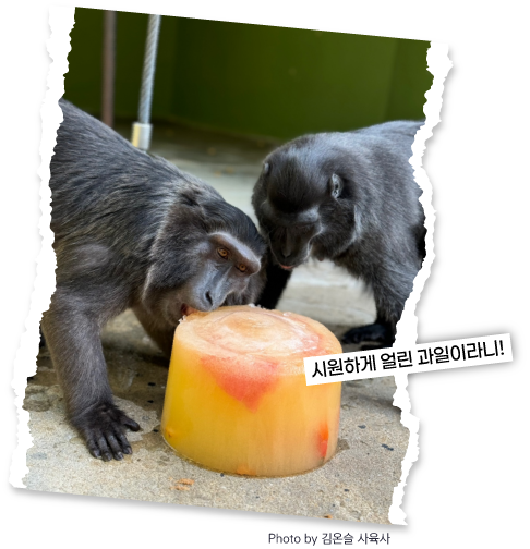 시원하게 얼린 과일이라니!