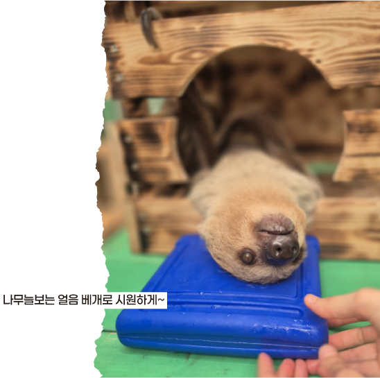 나무늘보는 얼음 베개로 시원하게