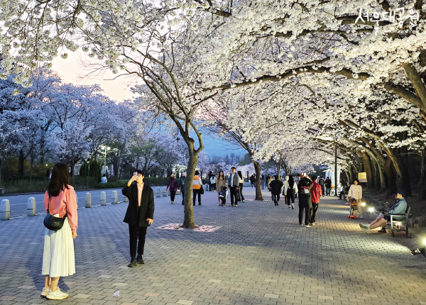 2024 서울대공원 벚꽃축제 02