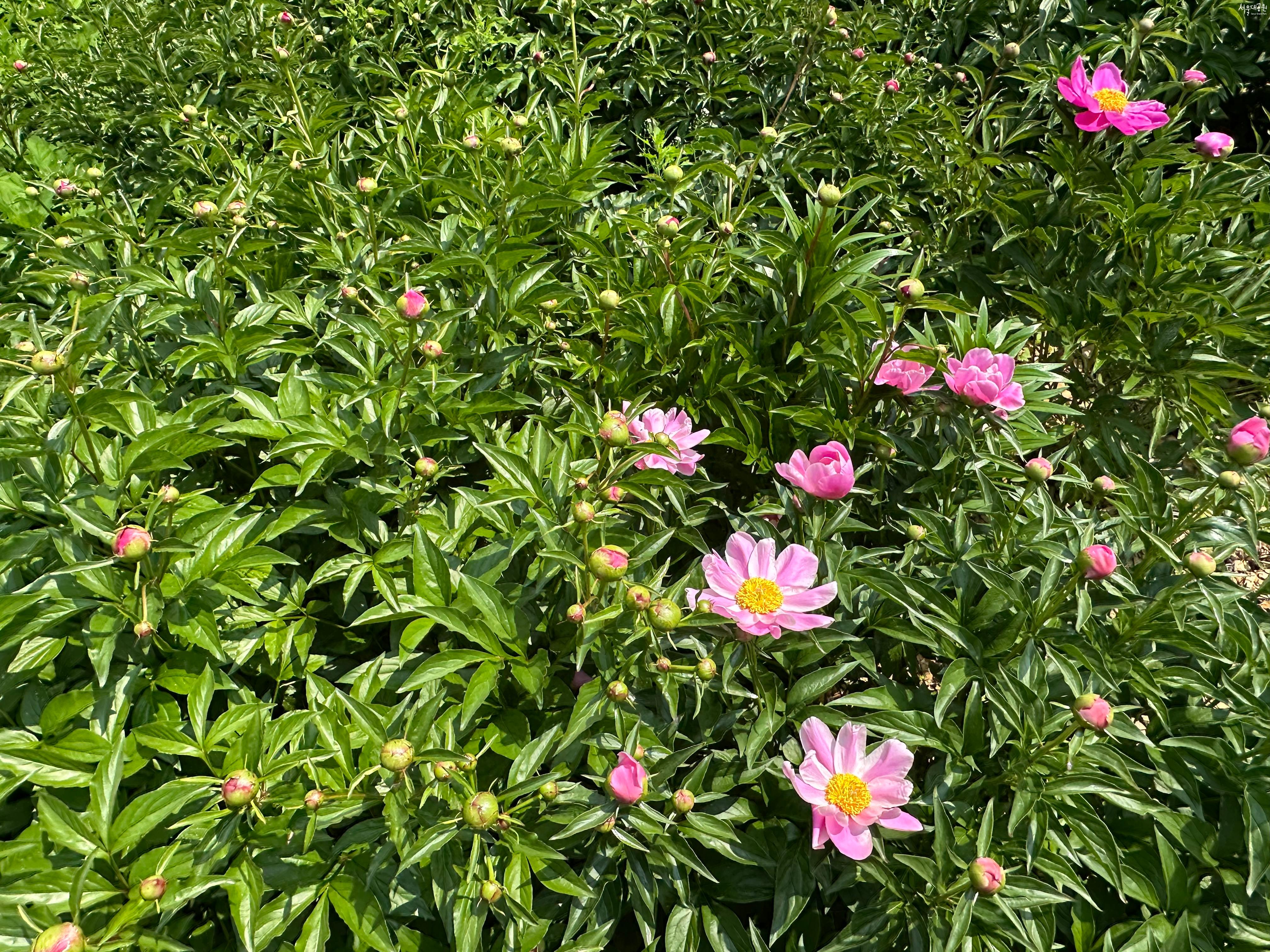 작약1