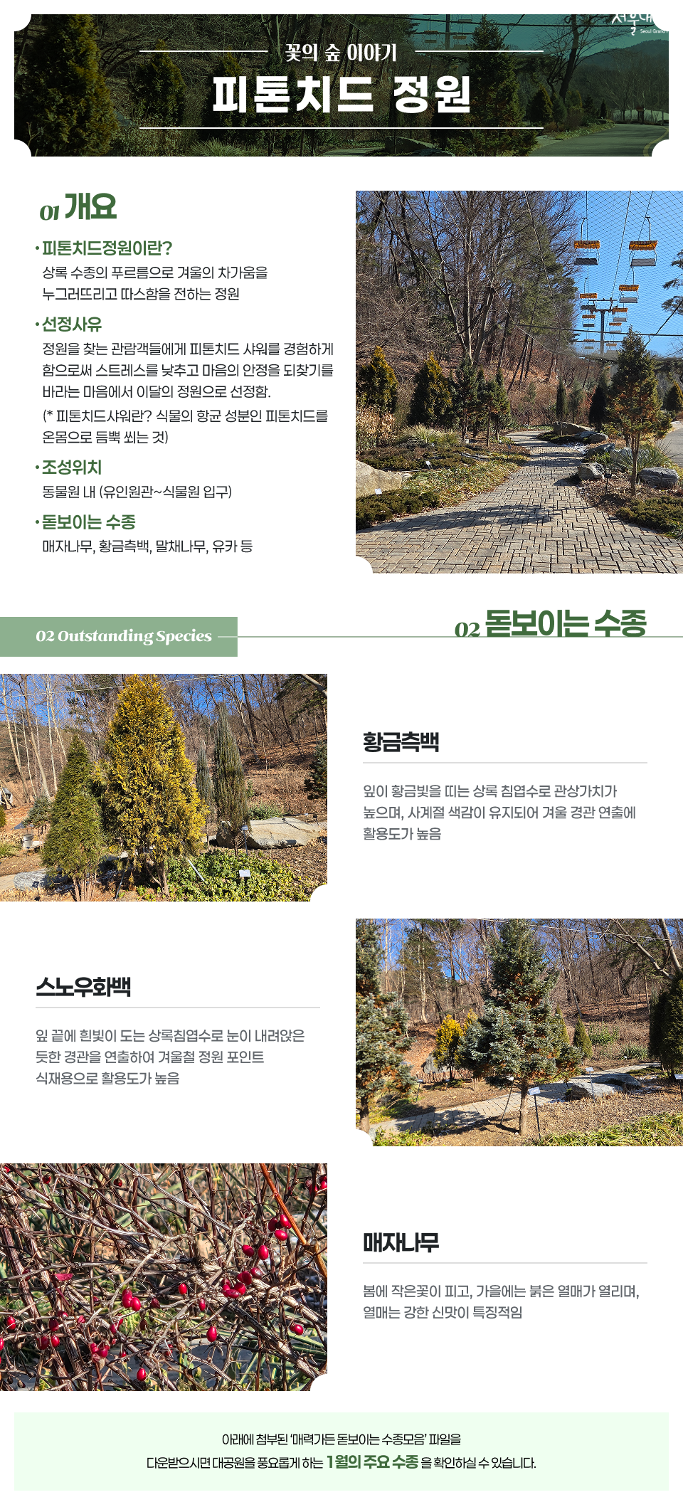 꽃의 숲 이야기
피톤치드 정원
01 개요
피톤치드정원이란?
상록 수종의 푸르름으로 겨울의 차가움을 누그러뜨리고 따스함을 전하는 정원
선정사유
정원을 찾는 관람객들에게 피톤치드 샤워를 경험하게 함으로써 스트레스를 낮추고 마음의 안정을 되찾기를 바라는 마음에서 이달의 정원으로 선정함.
(* 피톤치드샤워란? 식물의 항균 성분인 피톤치드를 온몸으로 듬뿍 쐬는 것)
조성위치
동물원 내 (유인원관~식물원 입구)
돋보이는 수종
매자나무, 황금측백, 말채나무, 유카 등
02 돋보이는 수종
황금측백
잎이 황금빛을 띠는 상록 침엽수로 관상가치가 높으며, 사계절 색감이 유지되어 겨울 경관 연출에 활용도가 높음
스노우화백
잎 끝에 흰빛이 도는 상록침엽수로 눈이 내려앉은 듯한 경관을 연출하여 겨울철 정원 포인트 식재용으로 활용도가 높음
매자나무
봄에 작은꽃이 피고, 가을에는 붉은 열매가 열리며, 열매는 강한 신맛이 특징적임
아래에 첨부된 '매력가든 돋보이는 수종모음' 파일을 다운받으시면 대공원을 풍요롭게 하는 1월의 주요 수종을 확인하실 수 있습니다.