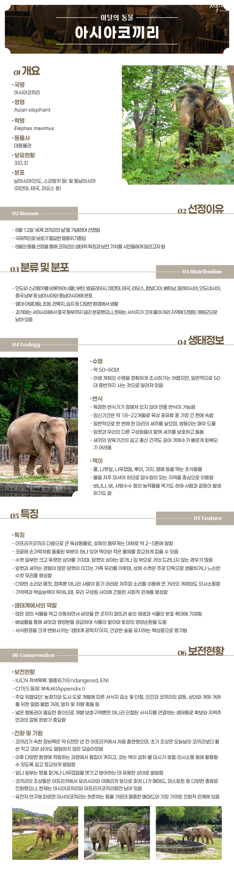 8월 이달의 동물 코끼리