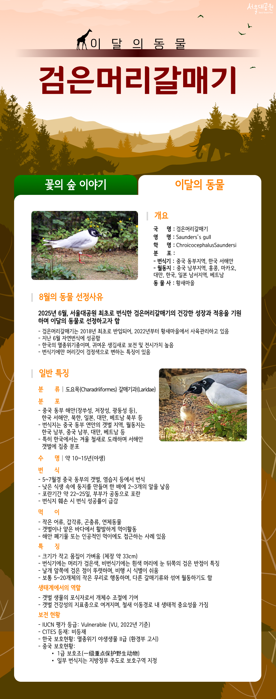 이달의 동물 검은머리갈매기
01.개요
국명: 검은머리갈매기
영명: Saunders's gull
학명: Chroicocephalus Saundersi
분포: 
- 번식기 : 중국 동부지역, 한국 서해안
- 월동지 : 중국 남부지역, 홍콩, 마카오, 대만, 한국, 일본 남서지역, 베트남
동물사: 황새마을

02.8월의 동물 선정사유
2025년 6월, 서울대공원 최초로 번식한 검은머리갈매기의 건강한 성장과 적응을 기원하며 이달의 동물로 선정하고자 함
- 검은머리갈매기는 2018년 최초로 반입되어, 2022년부터 황새마을에서 사육관리하고 있음
  - 지난 6월 자연번식에 성공함
  - 한국의 멸종위기종이며, 귀여운 생김새로 보전 및 전시가치 높음
    - 번식기에만 머리깃이 검정색으로 변하는 특징이 있음서울동물원 개원 때부터 사육관리하고 있는 동물로, 대표 시민 맞이 동물임

03.일반 특징
❍ 분 류 : 도요목(Charadriiformes) 갈매기과(Laridae)
❍ 분 포
- 중국 동부 해안(장쑤성, 저장성, 광둥성 등), 한국 서해안, 북한, 일본, 대만, 베트남 북부 등
- 번식지는 중국 동부 연안의 갯벌 지역, 월동지는 한국 남부, 중국 남부, 대만, 베트남 등
- 특히 한국에서는 겨울 철새로 도래하며 서해안 갯벌에 집중 분포
❍ 수 명 : 약 10~15년(야생) 
❍ 번 식 
- 5~7월경 중국 동부의 갯벌, 염습지 등에서 번식
- 낮은 식생 속에 둥지를 만들며 한 배에 2~3개의 알을 낳음
- 포란기간 약 22~25일, 부부가 공동으로 포란
- 번식지 훼손 시 번식 성공률이 급감
❍ 먹 이 
- 작은 어류, 갑각류, 곤충류, 연체동물
- 갯벌이나 얕은 바다에서 활발하게 먹이활동
- 해안 폐기물 또는 인공적인 먹이에도 접근하는 사례 있음
❍ 특 징
- 크기가 작고 몸집이 가벼움 (체장 약 33cm)
- 번식기에는 머리가 검은색, 비번식기에는 흰색 머리에 눈 뒤쪽의 검은 반점이 특징
- 날개 앞쪽에 검은 점이 뚜렷하며, 비행 시 식별이 쉬움
- 보통 5~20개체의 작은 무리로 행동하며, 다른 갈매기류와 섞여 월동하기도 함
❍ 생태계에서의 역할
- 갯벌 생물의 포식자로서 개체수 조절에 기여
- 갯벌 건강성의 지표종으로 여겨지며, 철새 이동경로 내 생태적 중요성을 가짐
❍ 보전현황
- IUCN 평가 등급: Vulnerable (VU, 2022년 기준)
- CITES 등재: 비등재
- 한국 보호현황: 멸종위기 야생생물 II급 (환경부 고시)
- 중국 보호현황:
&emsp;&emsp;&bull; 1급 보호조(一级重点保护野生动物)
&emsp;&emsp;&bull; 일부 번식지는 지방정부 주도로 보호구역 지정
