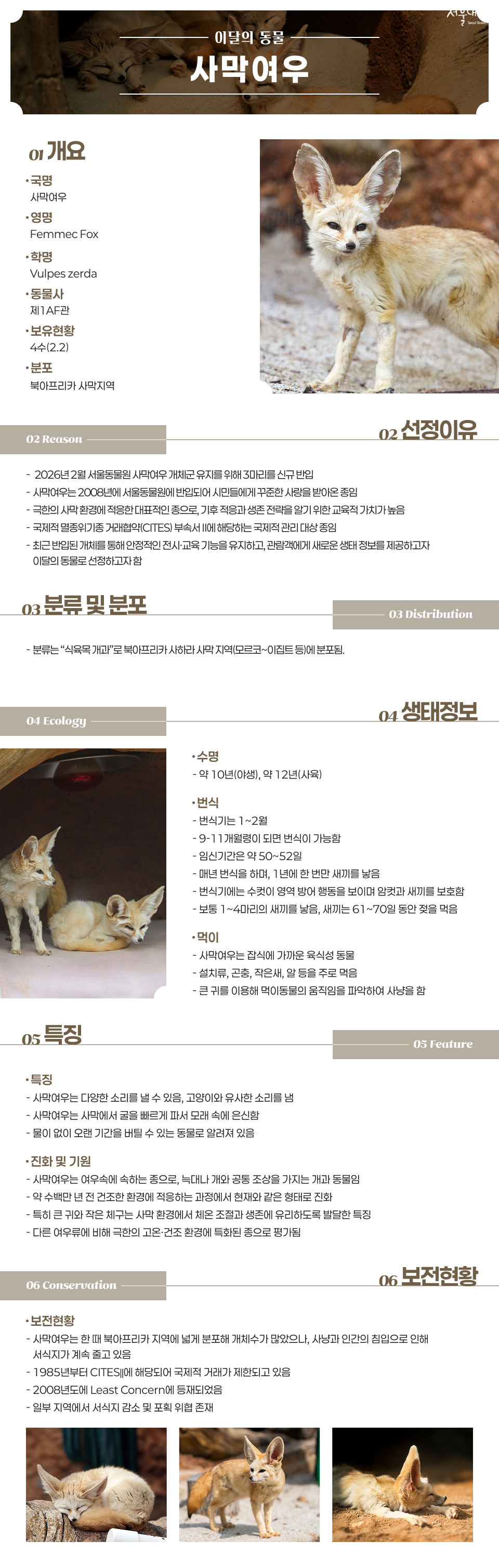 서울동물원 이달의 동물 사막여우 안내 포스터. 국명 사막여우, 영명 Fennec Fox, 학명 Vulpes zerda, 동물사 제1아프관, 보유현황 4수(2.2), 분포 북아프리카 사막지역. 선정이유: 2026년 2월 개체군 유지를 위해 3마리 신규 반입, CITES 부속서 II 해당 종. 분류는 식육목 개과로 북아프리카 사하라 사막 지역에 분포. 수명 야생 약 10년, 사육 약 12년. 번식기 1~2월, 임신기간 약 50~52일, 1~4마리 출산. 잡식에 가까운 육식성으로 설치류, 곤충, 작은새 등을 먹음. 큰 귀와 작은 체구는 사막 환경 적응 특징. 보전등급 Least Concern, 1985년부터 CITES 거래 제한. 