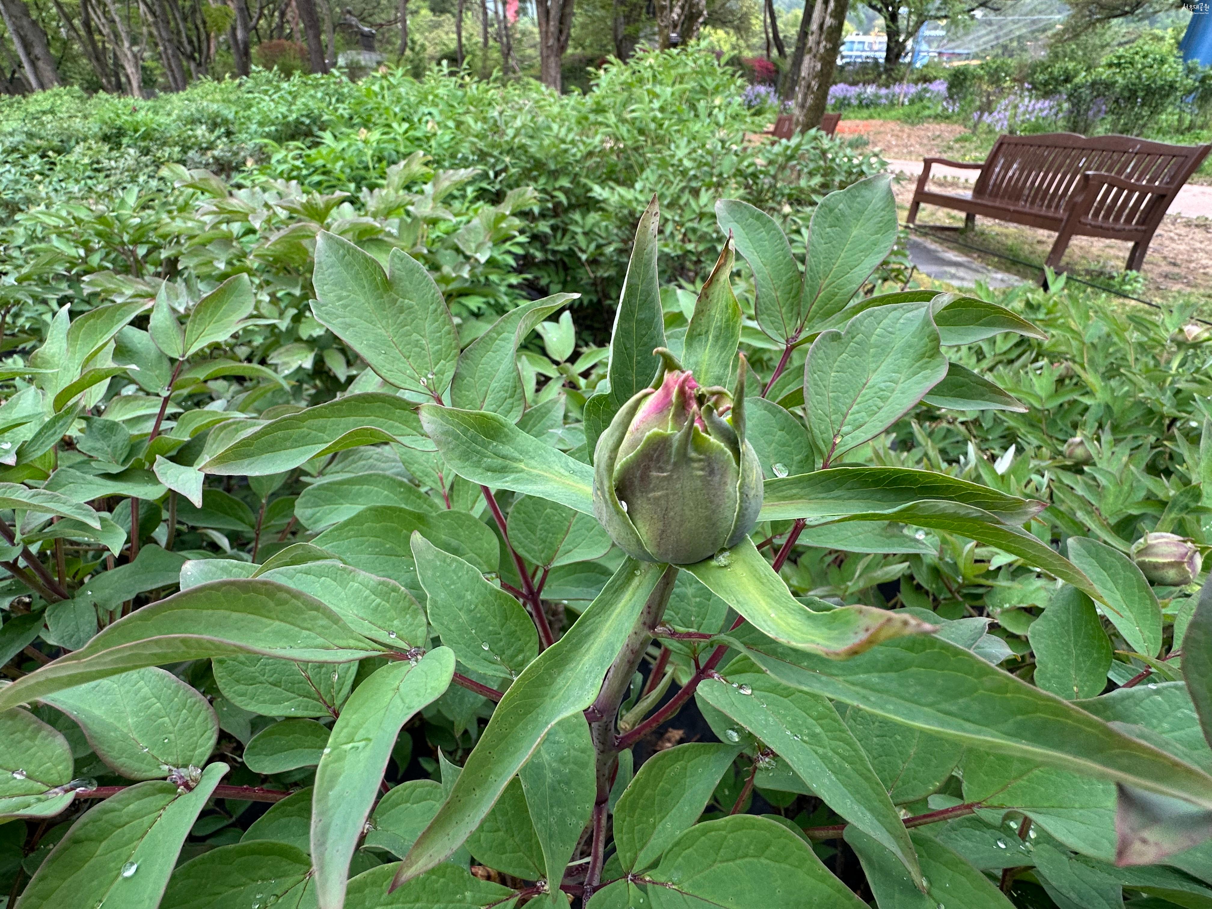 모란1