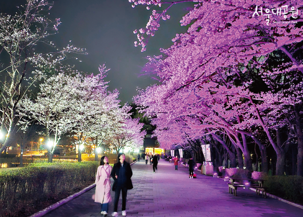2024 서울대공원 벚꽃축제 03