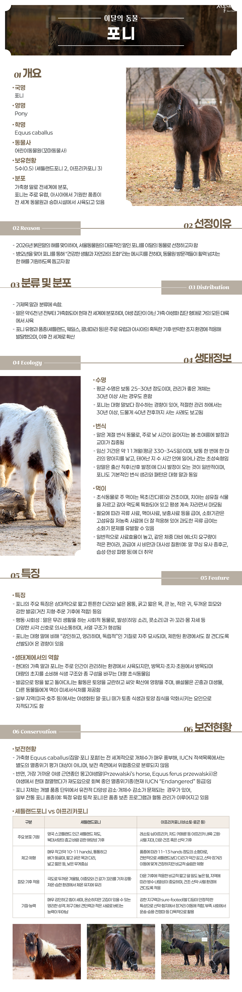 
이달의 동물 포니
01 개요
&middot; 국명
포니
&middot; 영명
Pony
&middot; 학명
Equus caballus
&middot; 동 물 사
어린이동물원(꼬마동물사)
&middot; 보유현황
5수(0.5) (아프리카포니3, 셰틀랜드포니2)
&middot; 분 포
가축형 말로 전세계에 분포, 포니는 주로 유럽,아시아에서
기원한 품종이 전 세계 동물원과 승마시설에서 사육되고
있음
02 선정 이유
- 2026년 붉은말의 해를 맞이하여, 서울동물원의 대표적인 말인 포니를 이달의 동물로 선정하고자 함
- 병오년을 맞아 포니를 통해 