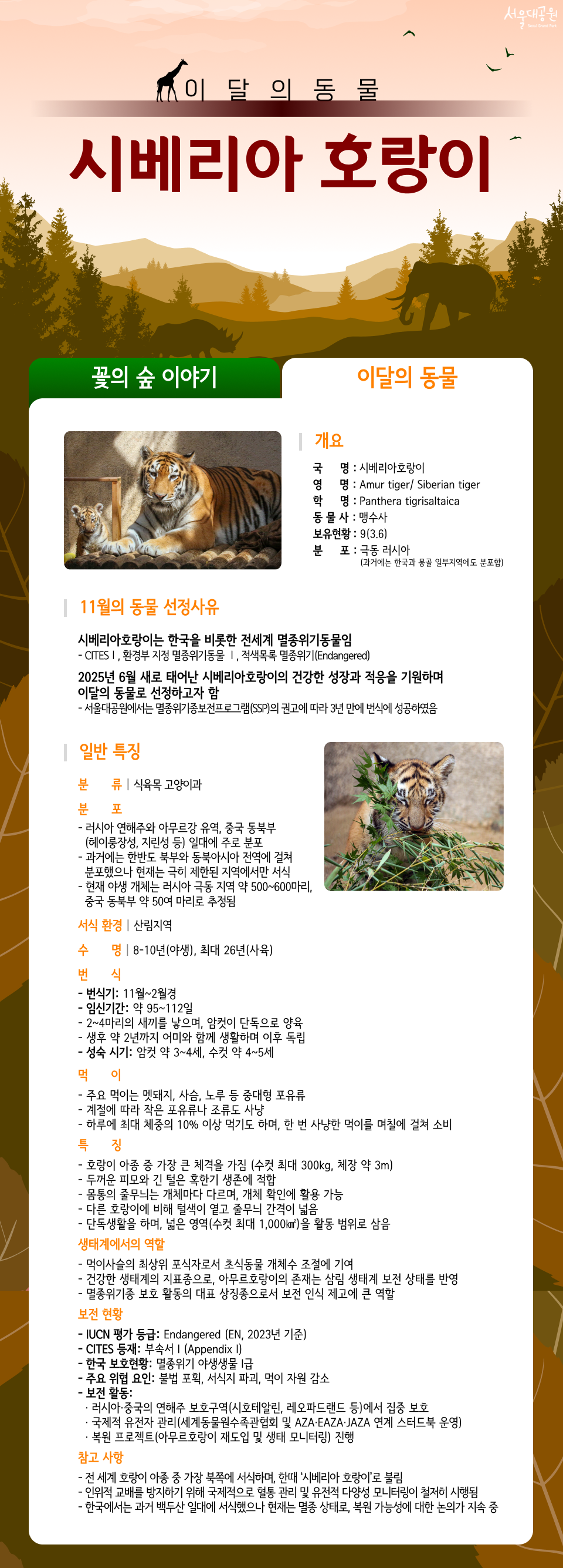 이달의 동물 시베리아 호랑이
01. 개요
 국명 : 시베리아호랑이
 영명 : Amur tiger/ Siberian tiger
 학명 : Panthera tigris altaica
 동물사 : 맹수사
 보유현황 : 9(3.6)
 분포 : 극동 러시아 (과거에는 한국과 몽골 일부지역에도 분포함)

02. 11월의 동물 선정사유
 □ 시베리아호랑이는 한국을 비롯한 전세계 멸종위기동물임
   ○ CITESⅠ, 환경부 지정 멸종위기동물 Ⅰ, 적색목록 멸종위기(Endangered)
 □ 2025년 6월 새로 태어난 시베리아호랑이의 건강한 성장과 적응을 기원하며 이달의 동물로 선정하고자 함
    ○ 서울대공원에서는 멸종위기종보전프로그램(SSP)의 권고에 따라 3년 만에 번식에 성공하였음

03. 일반 특징
 ❍ 분류 : 식육목 고양이과
 ❍ 분포 
    - 러시아 연해주와 아무르강 유역, 중국 동북부(헤이룽장성, 지린성 등) 일대에 주로 분포
    - 과거에는 한반도 북부와 동북아시아 전역에 걸쳐 분포했으나 현재는 극히 제한된 지역에서만 서식
    - 현재 야생 개체는 러시아 극동 지역 약 500~600마리, 중국 동북부 약 50여 마리로 추정됨
  ❍ 서식환경 : 산림지역
  ❍ 수    명 : 8-10년(야생), 최대 26년(사육)
  ❍ 번    식 
    - 번식기 : 11월~2월경
    - 임신기간 : 약 95~112일
    - 2~4마리의 새끼를 낳으며, 암컷이 단독으로 양육
    - 생후 약 2년까지 어미와 함께 생활하며 이후 독립
    - 성숙 시기 : 암컷 약 3~4세, 수컷 약 4~5세
  ❍ 먹    이  
    - 주요 먹이는 멧돼지, 사슴, 노루 등 중대형 포유류
    - 계절에 따라 작은 포유류나 조류도 사냥
    - 하루에 최대 체중의 10% 이상 먹기도 하며, 한 번 사냥한 먹이를 며칠에 걸쳐 소비
  ❍ 특    징 
    - 호랑이 아종 중 가장 큰 체격을 가짐 (수컷 최대 300kg, 체장 약 3m)
    - 두꺼운 피모와 긴 털은 혹한기 생존에 적합
    - 몸통의 줄무늬는 개체마다 다르며, 개체 확인에 활용 가능
    - 다른 호랑이에 비해 털색이 옅고 줄무늬 간격이 넓음
    - 단독생활을 하며, 넓은 영역(수컷 최대 1,000㎢)을 활동 범위로 삼음
  ❍ 생태계에서의 역할
    - 먹이사슬의 최상위 포식자로서 초식동물 개체수 조절에 기여
    - 건강한 생태계의 지표종으로, 아무르호랑이의 존재는 삼림 생태계 보전 상태를 반영
    - 멸종위기종 보호 활동의 대표 상징종으로서 보전 인식 제고에 큰 역할
  ❍ 보전현황
    - IUCN 평가 등급 : Endangered (EN, 2023년 기준) 
    - CITES 등재 : 부속서 I (Appendix I)
    - 한국 보호현황 : 멸종위기 야생생물 I급
    - 주요 위협 요인 : 불법 포획, 서식지 파괴, 먹이 자원 감소
    - 보전 활동 
      &middot; 러시아&middot;중국의 연해주 보호구역(시호테알린, 레오파드랜드 등)에서 집중 보호
      &middot; 국제적 유전자 관리(세계동물원수족관협회 및 AZA&middot;EAZA&middot;JAZA 연계 스터드북 운영)
      &middot; 복원 프로젝트(아무르호랑이 재도입 및 생태 모니터링) 진행
  ❍ 참고 사항
    - 전 세계 호랑이 아종 중 가장 북쪽에 서식하며, 한때 &lsquo;시베리아 호랑이&rsquo;로 불림
    - 인위적 교배를 방지하기 위해 국제적으로 혈통 관리 및 유전적 다양성 모니터링이 철저히 시행됨
    - 한국에서는 과거 백두산 일대에 서식했으나 현재는 멸종 상태로, 복원 가능성에 대한 논의가 지속 중


