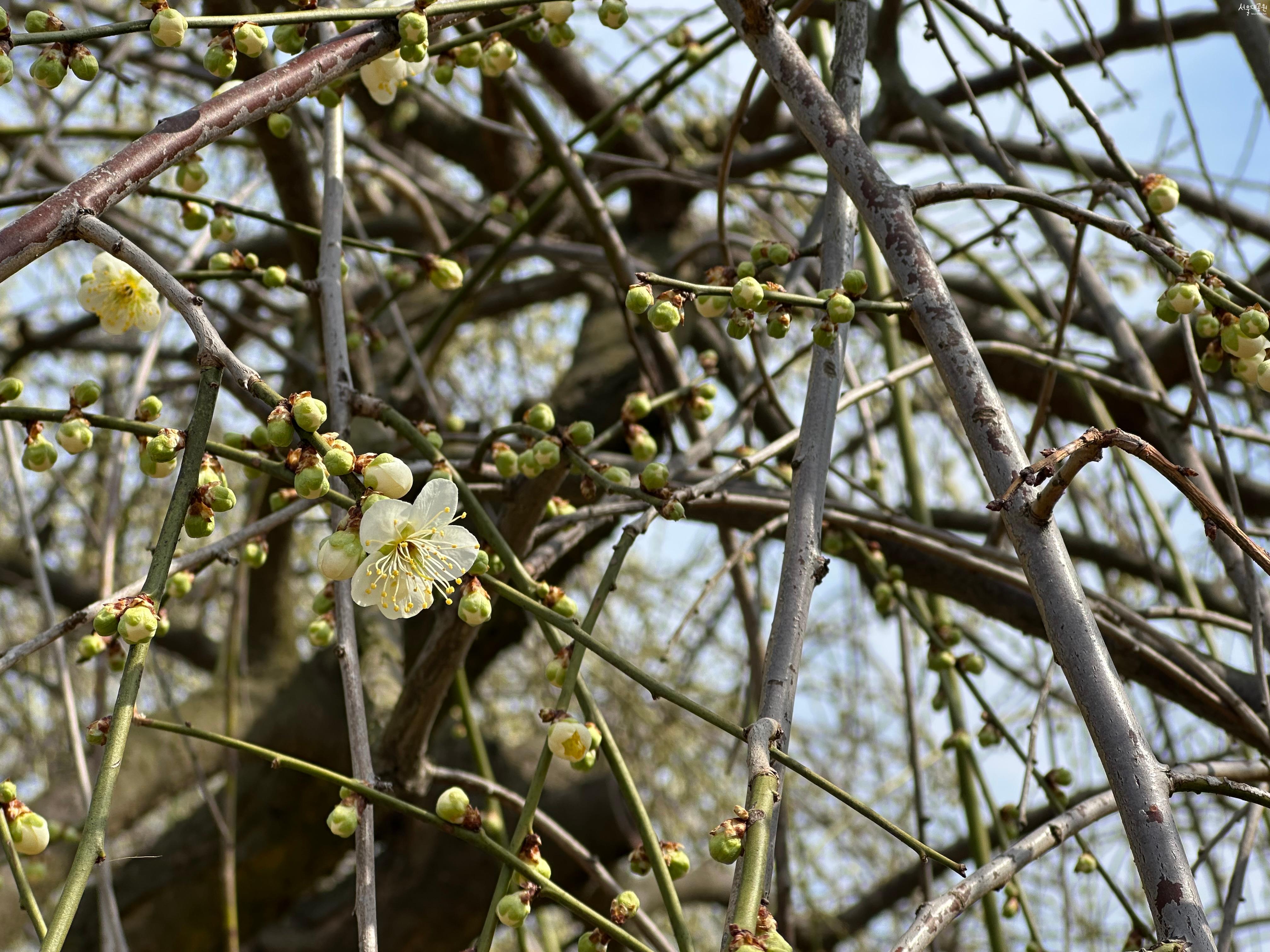 수양매화1