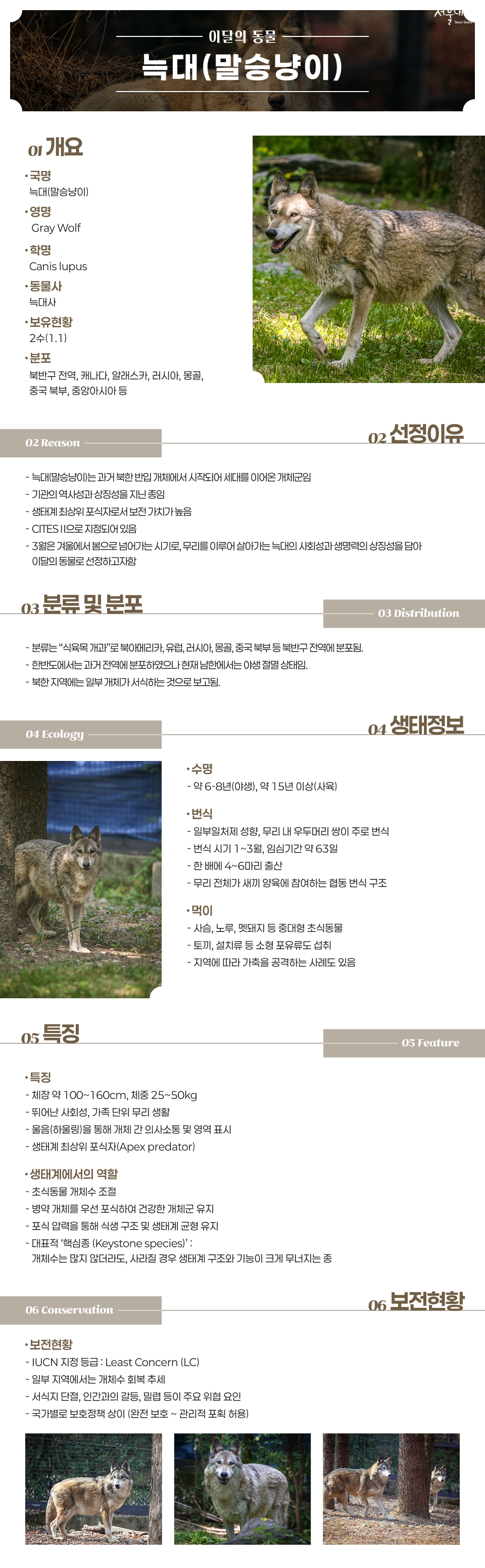 이달의 동물 늑대(말승냥이)
01 개요
&middot;  국명 
말승냥이(늑대)

 &middot; 영명
 Gray Wolf

 &middot; 학명
Canis lupus

&middot; 동 물 사 
늑대사

 &middot; 보유현황
2수(1.1)

&middot; 분    포
북반구 전역, 캐나다, 알래스카, 러시아, 몽골, 중국 북부, 중앙아시아 등

02 선정이유
 - 말승냥이는 과거 북한 반입 개체에서 시작되어 세대를 이어온 개체군임
 기관의 역사성과 상징성을 지닌 종임
 -  생태계 최상위 포식자로서 보전 가치가 높음
 CITES Ⅱ으로 지정되어 있음
 -  3월은 겨울에서 봄으로 넘어가는 시기로, 무리를 이루어 살아가는 늑대의 사회성과 생명력의 상징성을 담아 이달의 동물로 선정하고자함

03 분류 & 분포
- 분류는 &ldquo;식육목 개과&rdquo;로 북아메리카, 유럽, 러시아, 몽골, 중국 북부 등 북반구 전역에 분포됨.
- 한반도에서는 과거 전역에 분포하였으나 현재 남한에서는 야생 절멸 상태임.
- 북한 지역에는 일부 개체가 서식하는 것으로 보고됨.

04 생태정보
&middot; 수명
약 6-8년(야생), 약 15년 이상(사육)

&middot;  번식
 - 일부일처제 성향, 무리 내 우두머리 쌍이 주로 번식
 - 번식 시기 1~3월, 임심기간 약 63일
  - 한 배에 4~6마리 출산
  - 무리 전체가 새끼 양육에 참여하는 협동 번식 구조

&middot; 먹이
 - 사슴, 노루, 멧돼지 등 중대형 초식동물 - 토끼, 설치류 등 소형 포유류도 섭취
 - 지역에 따라 가축을 공격하는 사례도 있음

05 특징
&middot;  특징
 - 체장 약 100~160cm, 체중 25~50kg
 - 뛰어난 사회성, 가족 단위 무리 생활
 - 울음(하울링)을 통해 개체 간 의사소통 및 영역 표시
 - 생태계 최상위 포식자(Apex predator)

&middot;  생태계에서의 역할
 - 초식동물 개체수 조절
 - 병약 개체를 우선 포식하여 건강한 개체군 유지
 - 포식 압력을 통해 식생 구조 및 새태계 균형 유지
 - 대표적 &lsquo;핵심종 (Keystone species)&rsquo;  : 개체수는 많지 않더라도, 사라질 경우 생태계 구조와 기능이 크게 무너지는 종


06 보전 현황
- IUUCN 지정 등급 : Least Concern (LC)
 - 일부 지역에서는 개체수 회복 추세
 - 서식지 단절, 인간과의 갈등, 밀렵 등이 주요 위협 요인
 - 국가별로 보호정책 상이 (완전 보호 ~ 관리적 포획 허용)

