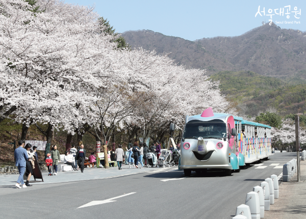 2024 서울대공원 벚꽃축제 01