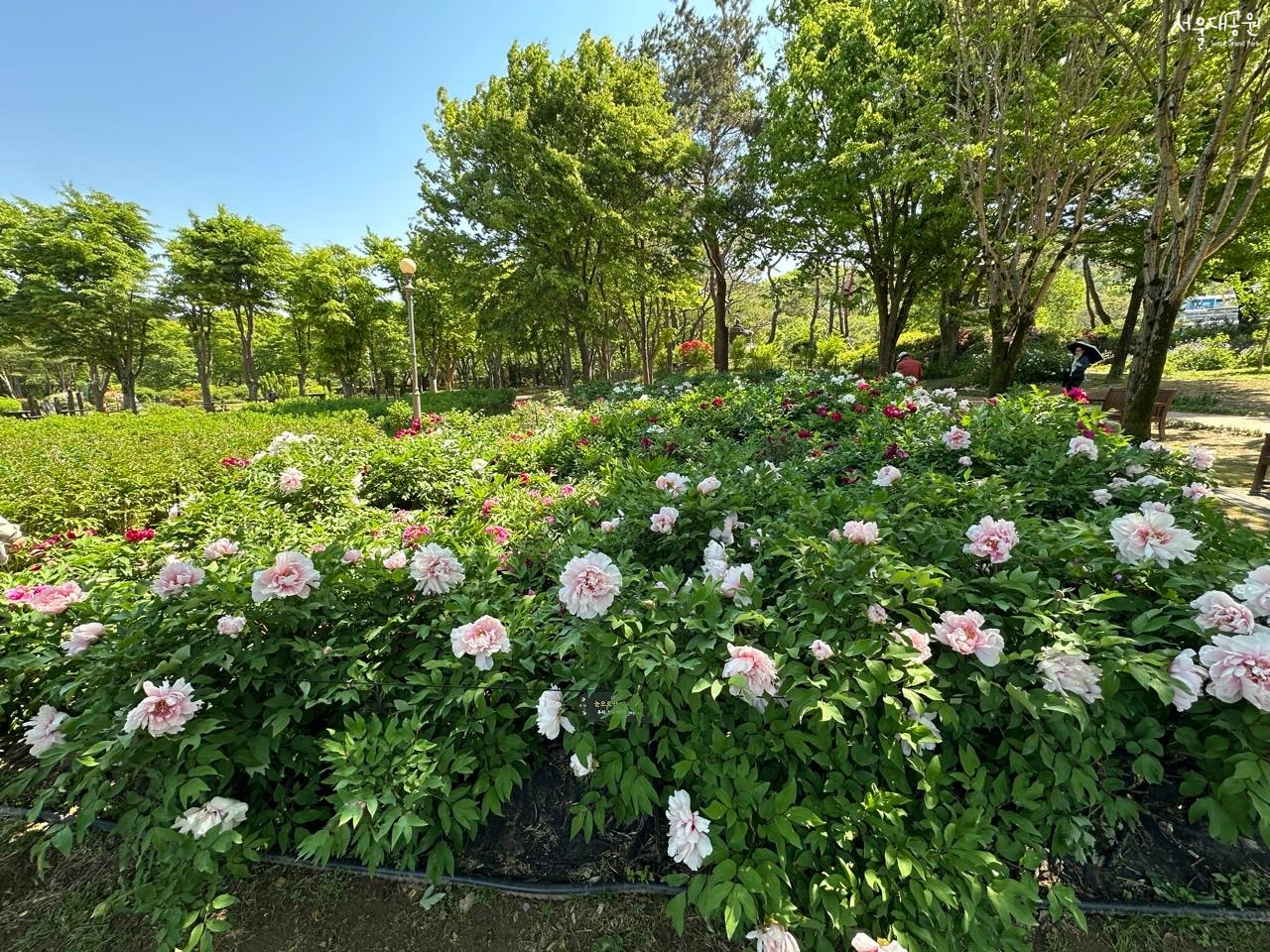 모란1