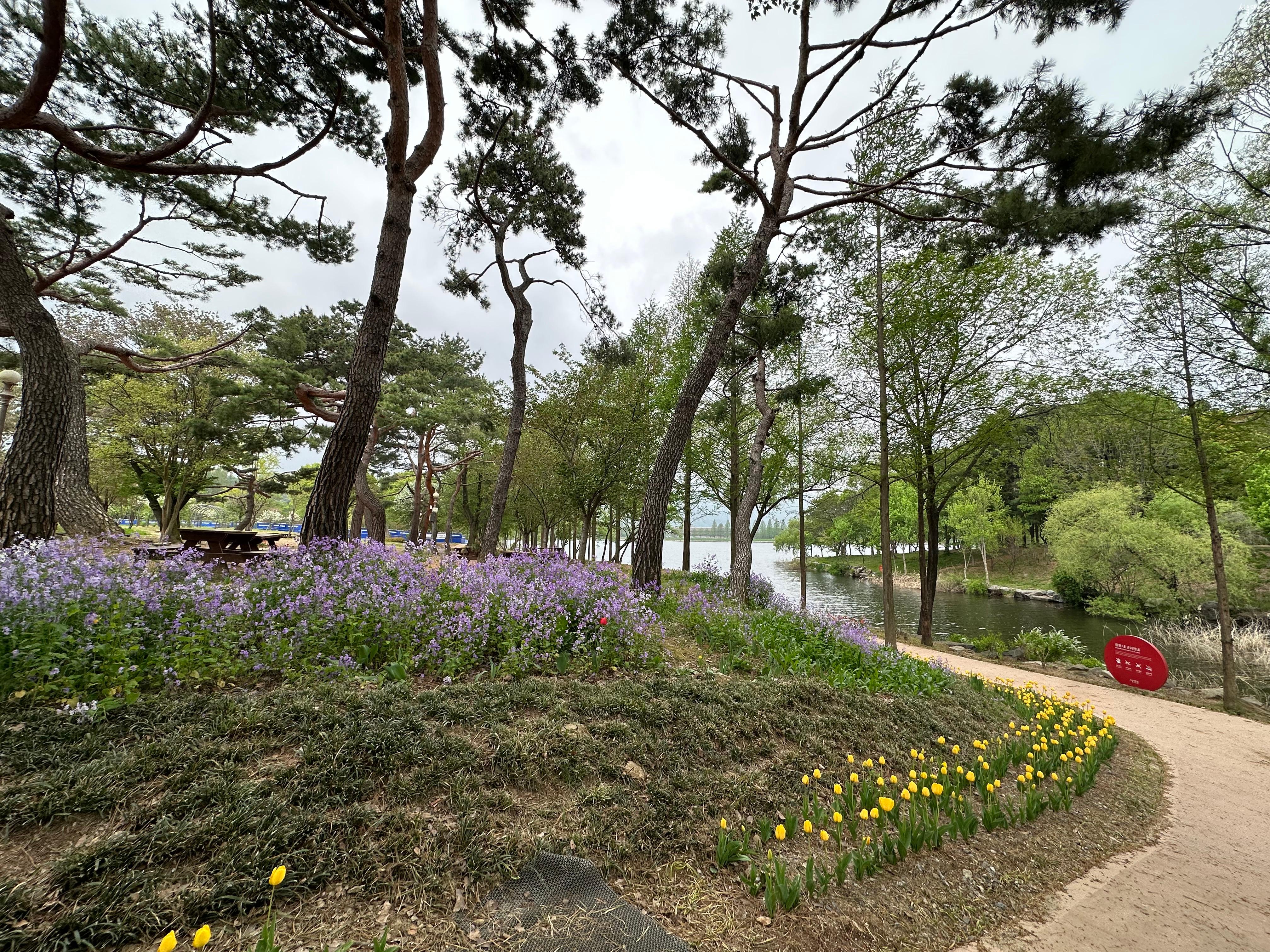 보라유채1