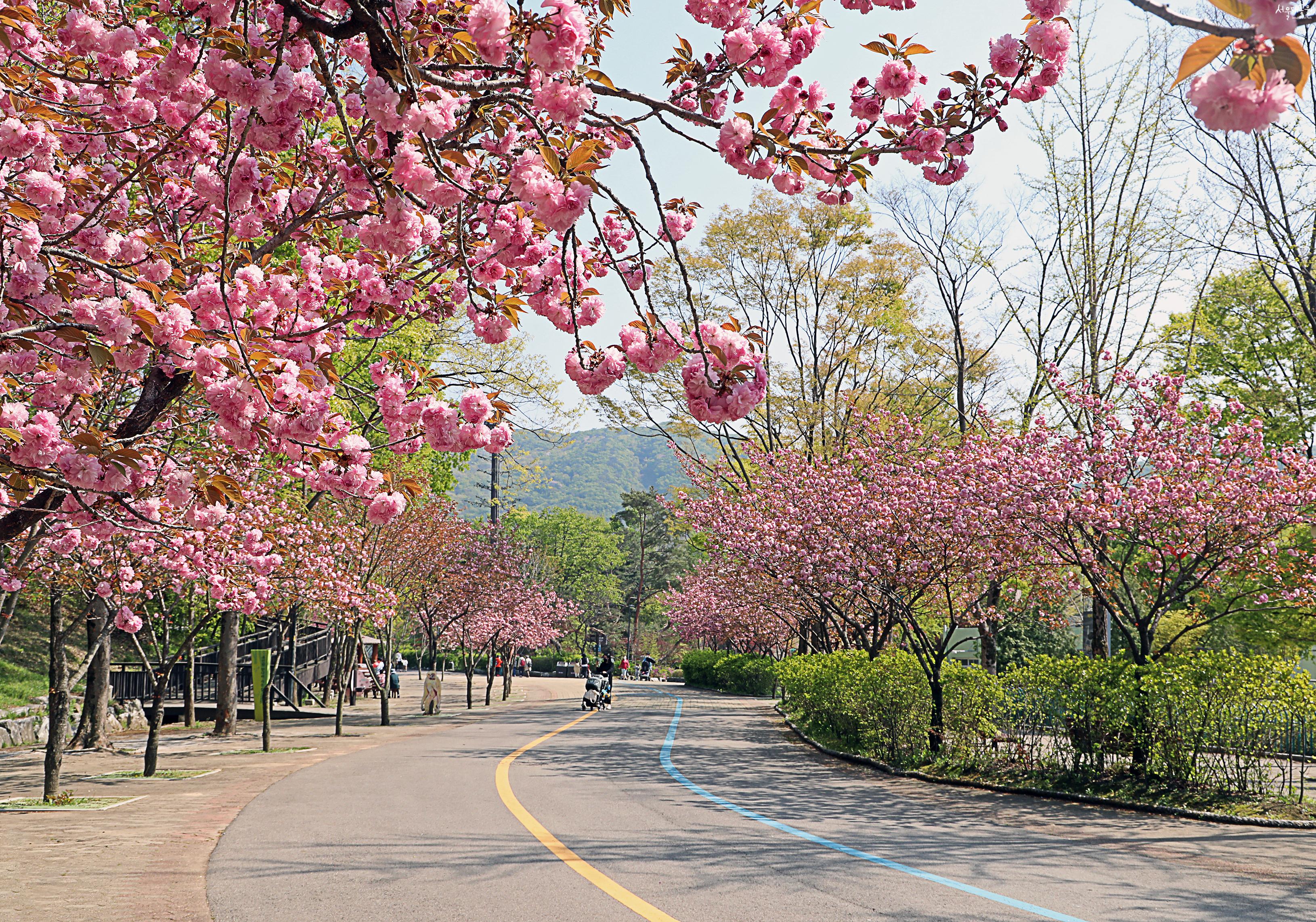 2024 서울대공원 벚꽃축제 04