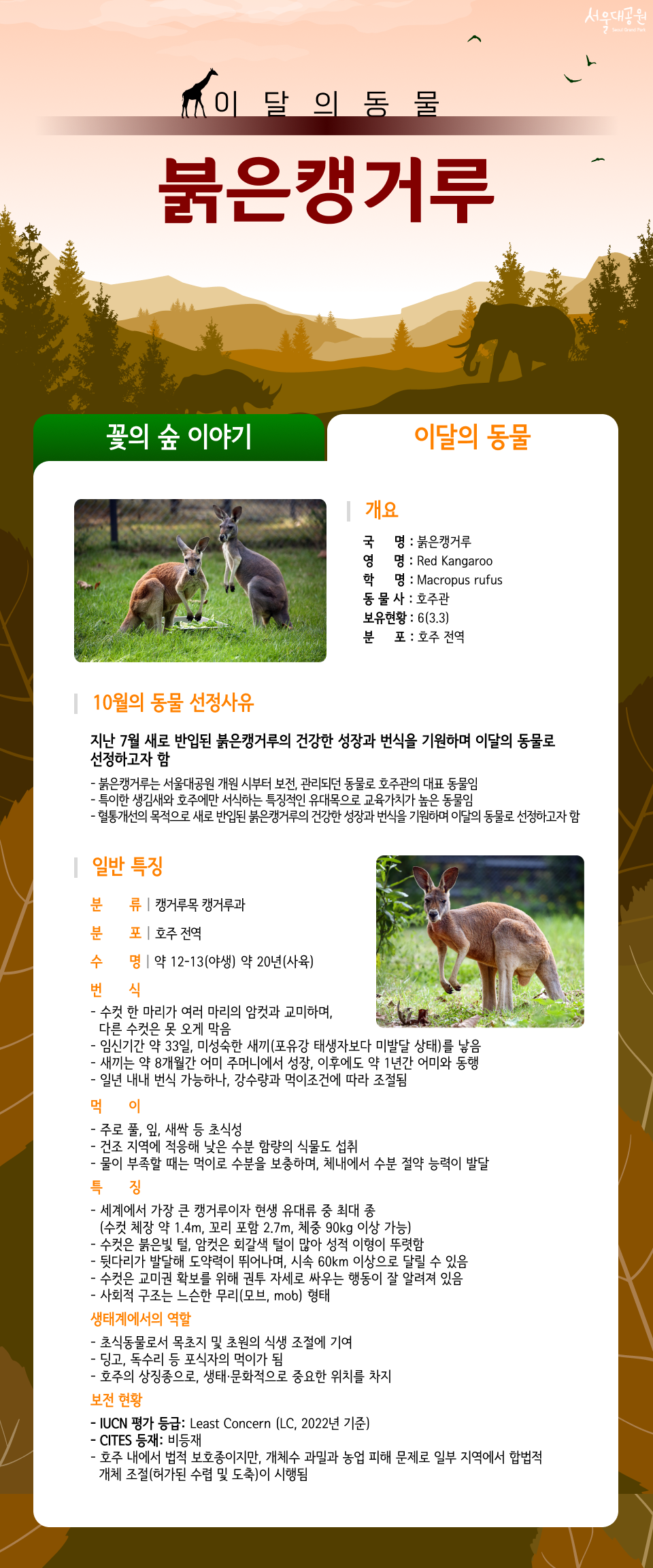 이달의 동물 붉은 캥거루
01.개요
 국명 : 붉은캥거루
 영명 : Red Kangaroo
 학명 : Macropus rufus
 동물사 : 호주관
 보유현황 : 6(3.3)
 분포 : 호주 전역


02.10월의 동물 선정사유
지난 7월 새로 반입된 붉은캥거루의 건강한 성장과 번식을 기원하며 이달의 동물로 선정하고자 함
❍ 붉은캥거루는 서울대공원 개원 시부터 보전, 관리되던 동물로 호주관의 대표 동물임
❍ 특이한 생김새와 호주에만 서식하는 특징적인 유대목으로 교육가치가 높은 동물임
❍ 혈통개선의 목적으로 새로 반입된 붉은캥거루의 건강한 성장과 번식을 기원하며 이달의 동물로 선정하고자 함
일반 특징
❍ 분류 : 캥거루목 캥거루과
❍ 분포 : 호주 전역 
❍ 수명 : 약 12-13(야생) 약 20년(사육)
❍ 번식 
    - 수컷 한 마리가 여러 마리의 암컷과 교미하며, 다른 수컷은 못 오게 막음
    - 임신기간 약 33일, 미성숙한 새끼(포유강 태생자보다 미발달 상태)를 낳음
    - 새끼는 약 8개월간 어미 주머니에서 성장, 이후에도 약 1년간 어미와 동행
    - 일년 내내 번식 가능하나, 강수량과 먹이조건에 따라 조절됨
❍ 먹이 
    - 주로 풀, 잎, 새싹 등 초식성
    - 건조 지역에 적응해 낮은 수분 함량의 식물도 섭취
    - 물이 부족할 때는 먹이로 수분을 보충하며, 체내에서 수분 절약 능력이 발달
❍ 특징
    - 세계에서 가장 큰 캥거루이자 현생 유대류 중 최대 종 (수컷 체장 약 1.4m, 꼬리 포함 2.7m, 체중 90kg 이상 가능)
    - 수컷은 붉은빛 털, 암컷은 회갈색 털이 많아 성적 이형이 뚜렷함
    - 뒷다리가 발달해 도약력이 뛰어나며, 시속 60km 이상으로 달릴 수 있음
    - 수컷은 교미권 확보를 위해 권투 자세로 싸우는 행동이 잘 알려져 있음
    - 사회적 구조는 느슨한 무리(모브, mob) 형태
❍ 생태계에서의 역할
    - 초식동물로서 목초지 및 초원의 식생 조절에 기여
    - 딩고, 독수리 등 포식자의 먹이가 됨
    - 호주의 상징종으로, 생태&middot;문화적으로 중요한 위치를 차지
  ❍ 보전현황
    - IUCN 평가 등급: Least Concern (LC, 2022년 기준)
    - CITES 등재: 비등재
    - 호주 내에서 법적 보호종이지만, 개체수 과밀과 농업 피해 문제로 일부 지역에서 합법적 개체 조절(허가된 수렵 및 도축)이 시행됨



