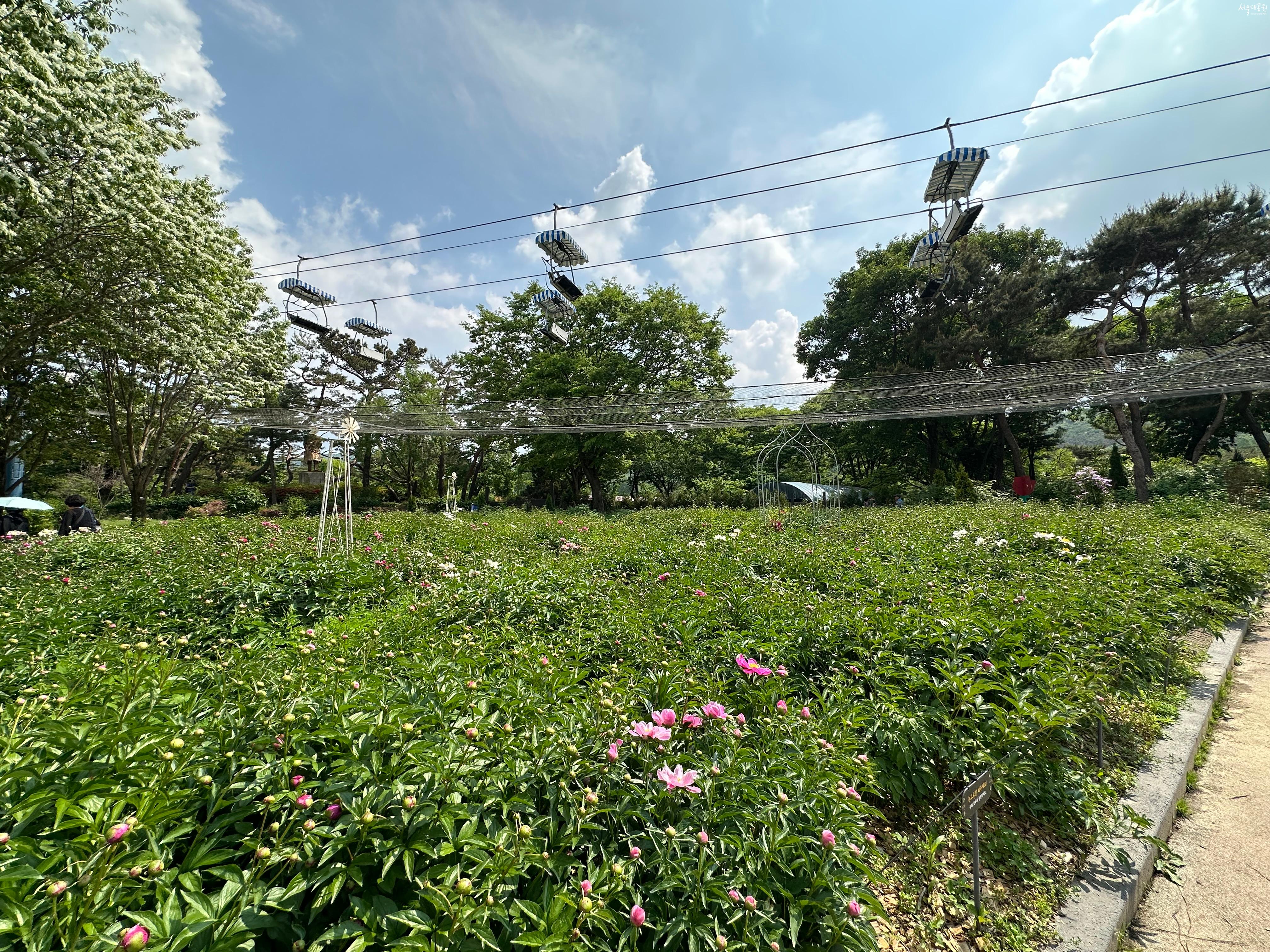 작약2