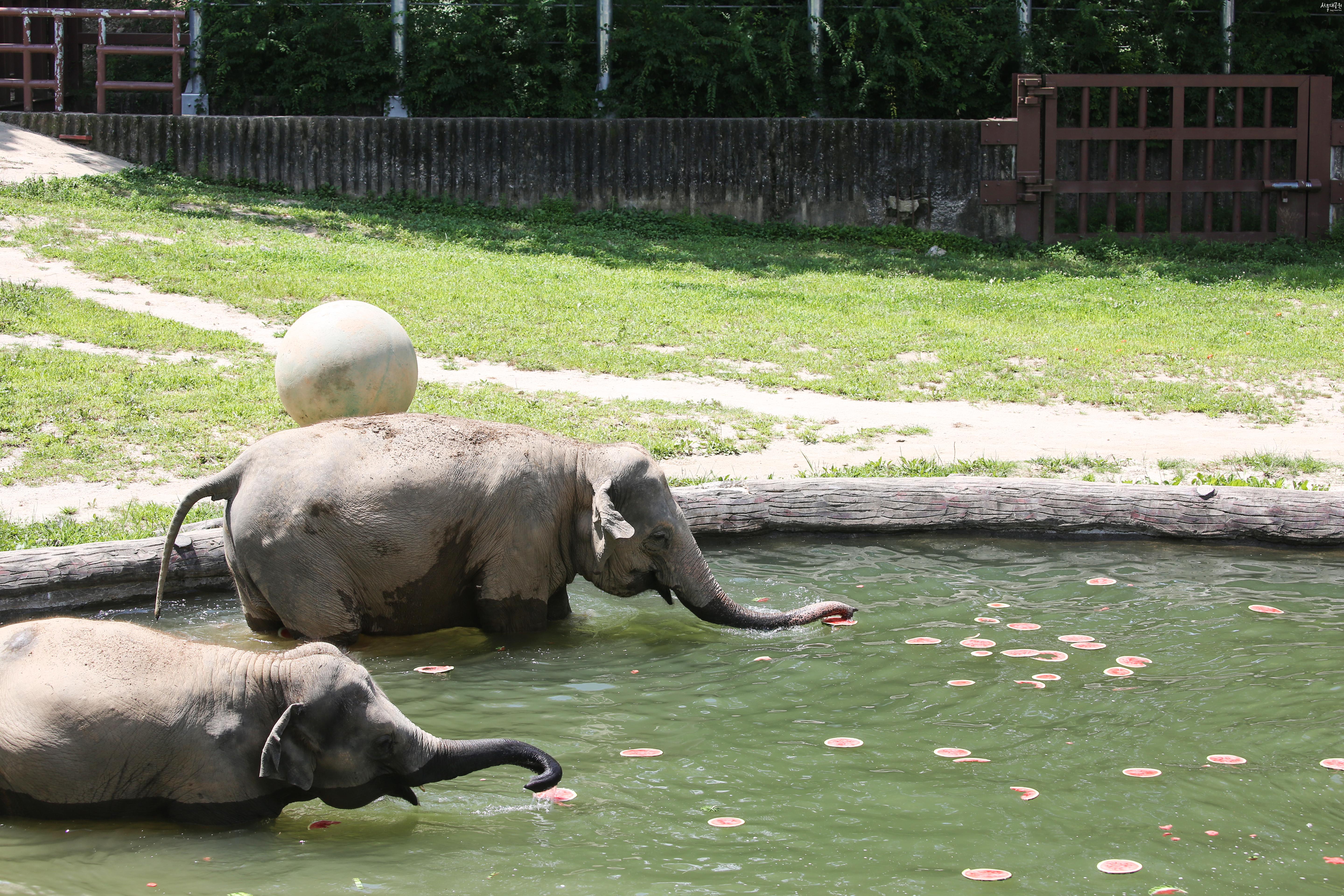 물에서 수박 먹는 코끼리
