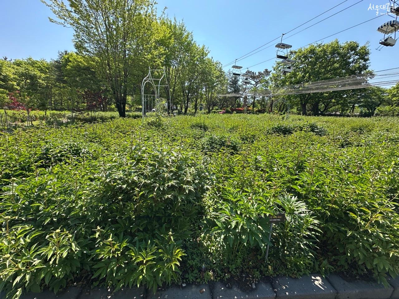 작약1