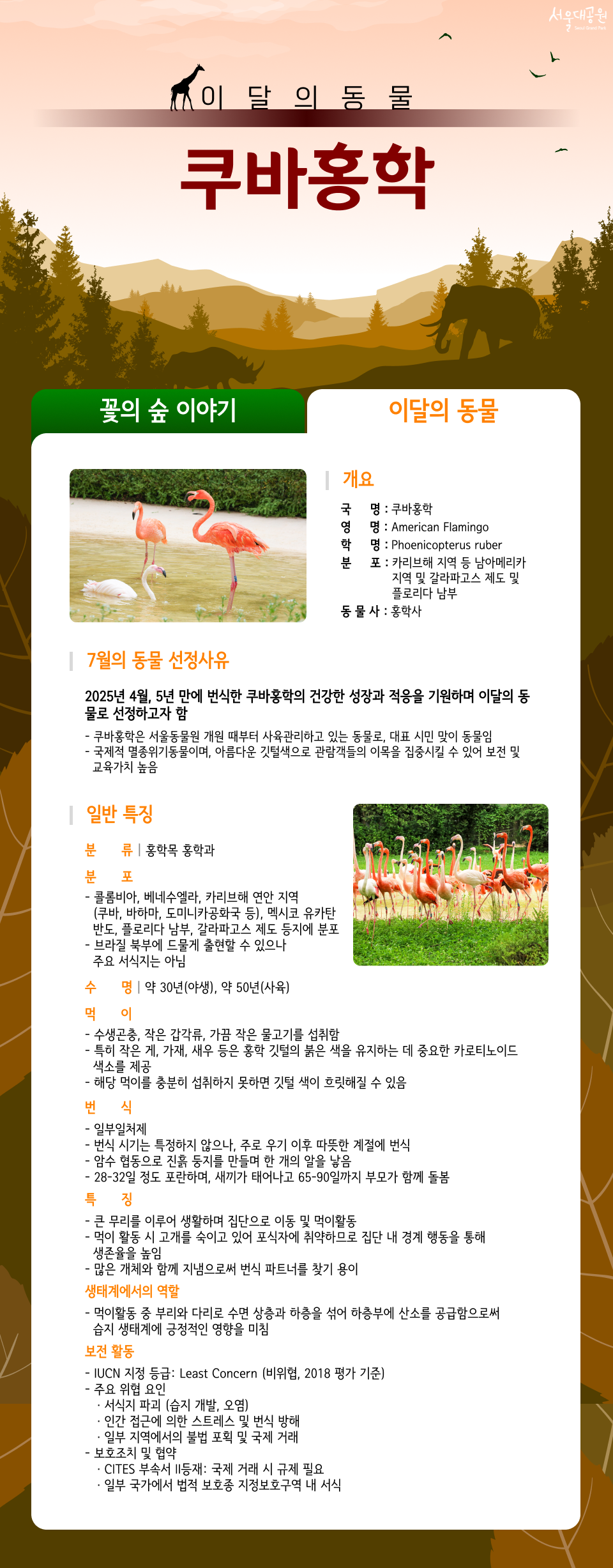 
이달의 동물 쿠바홍학
01.개요
국명: 쿠바홍학
영명: American Flamingo
학명: Phoenicopterus ruber
분포: 카리브해 지역 등 남아메리카 지역 및 갈라파고스 제도 및 플로리다 남부
동물사: 홍학사

02.7월의 동물 선정사유
2025년 4월, 5년 만에 번식한 쿠바홍학의 건강한 성장과 적응을 기원하며 이달의 동물로 선정하고자 함
쿠바홍학은 서울동물원 개원 때부터 사육관리하고 있는 동물로, 대표 시민 맞이 동물임
국제적 멸종위기동물이며, 아름다운 깃털색으로 관람객들의 이목을 집중시킬 수 있어 보전 및 교육가치 높음

03.일반 특징
분류 홍학목 홍학과
분포 - 콜롬비아, 베네수엘라, 카리브해 연안 지역(쿠바, 바하마, 도미니카공화국 등), 멕시코 유카탄 반도, 플로리다 남부, 갈라파고스 제도 등지에 분포
- 브라질 북부에 드물게 출현할 수 있으나 주요 서식지는 아님
수명 약 30년(야생), 약 50년(사육)
먹이
- 수생곤충, 작은 갑각류, 가끔 작은 물고기를 섭취함
- 특히 작은 게, 가재, 새우 등은 홍학 깃털의 붉은 색을 유지하는 데 중요한 카로티노이드 색소를 제공
- 해당 먹이를 충분히 섭취하지 못하면 깃털 색이 흐릿해질 수 있음
번식 
- 일부일처제
- 번식 시기는 특정하지 않으나, 주로 우기 이후 따뜻한 계절에 번식
- 암수 협동으로 진흙 둥지를 만들며 한 개의 알을 낳음
- 28-32일 정도 포란하며, 새끼가 태어나고 65-90일까지 부모가 함께 돌봄특징
- 큰 무리를 이루어 생활하며 집단으로 이동 및 먹이활동
- 먹이 활동 시 고개를 숙이고 있어 포식자에 취약하므로 집단 내 경계 행동을 통해 생존율을 높임
많은 개체와 함께 지냄으로써 번식 파트너를 찾기 용이
생태계에서의 역할- 먹이활동 중 부리와 다리로 수면 상층과 하층을 섞어 하층부에 산소를 공급함으로써 습지 생태계에 긍정적인 영향을 미침
보전현황
- IUCN 지정 등급: Least Concern (비위협, 2018 평가 기준)
- 주요 위협 요인
&middot; 서식지 파괴 (습지 개발, 오염)
&middot; 인간 접근에 의한 스트레스 및 번식 방해
&middot; 일부 지역에서의 불법 포획 및 국제 거래
- 보호조치 및 협약
&middot; CITES 부속서 II등재: 국제 거래 시 규제 필요
&middot; 일부 국가에서 법적 보호종 지정보호구역 내 서식

