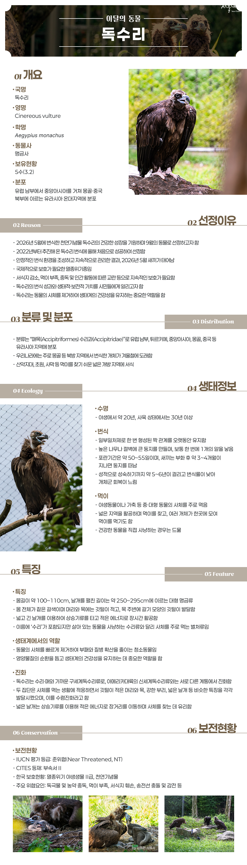 9월 이달의 동물 독수리