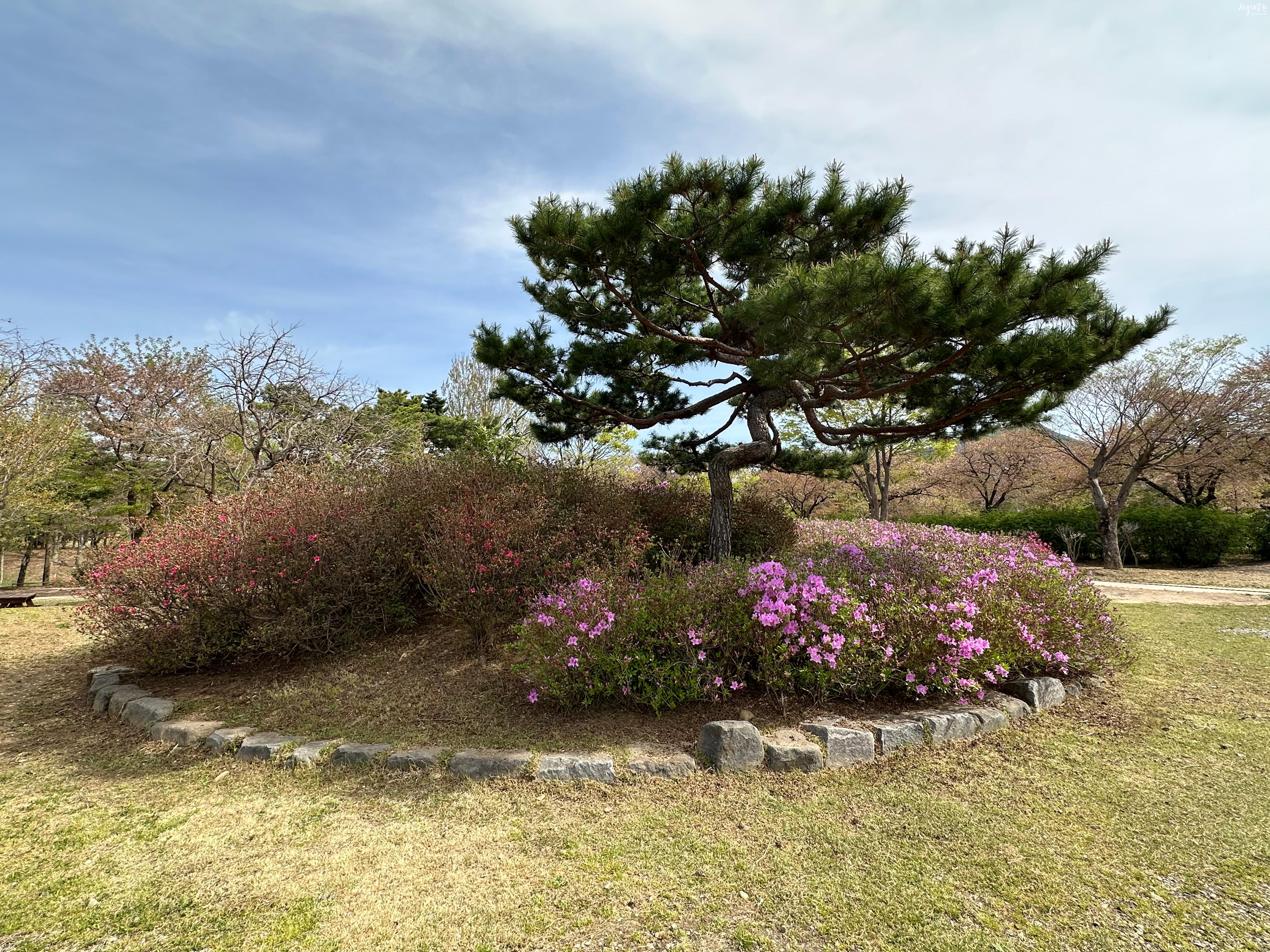 철쭉1
