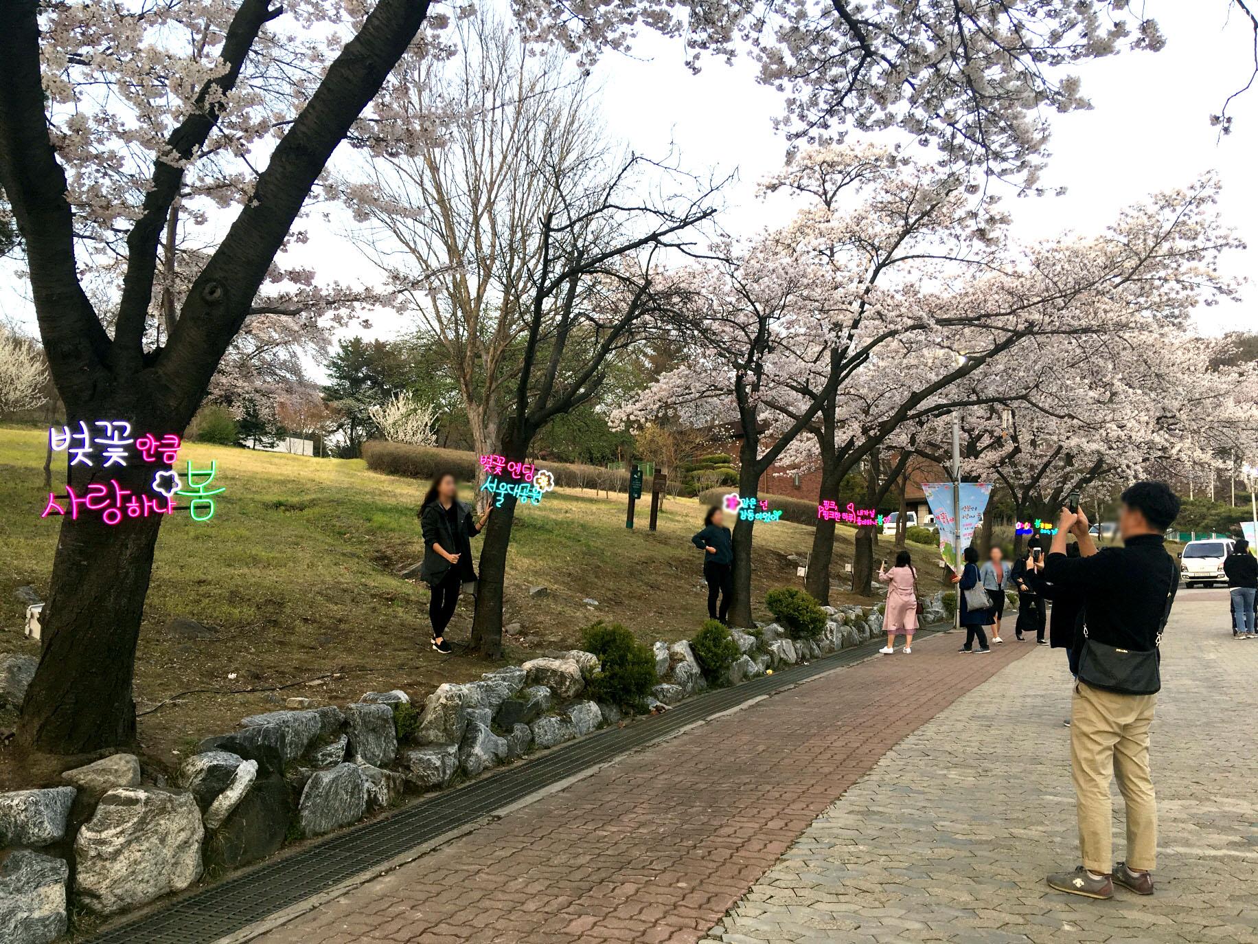 벚나무 네온 등과 함께 사진을 찍고 있는 시민들