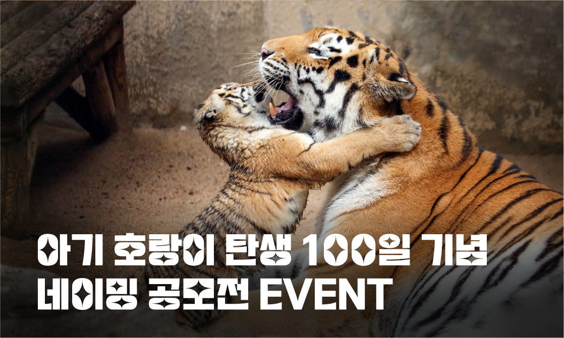아기 호랑이 탄생 기념 네이밍 공모전