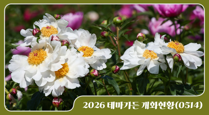 2026 테마가든 개화현황