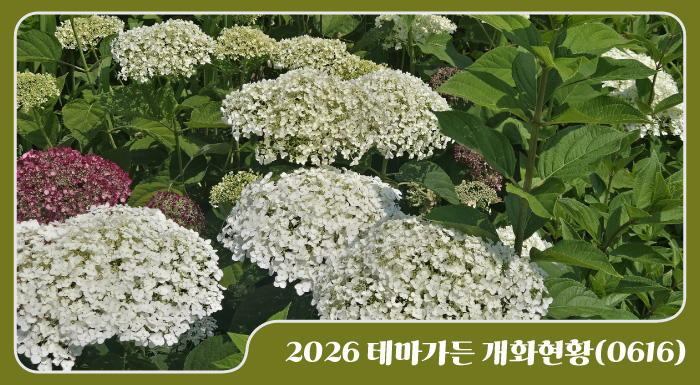 2026 테마가든 개화현황