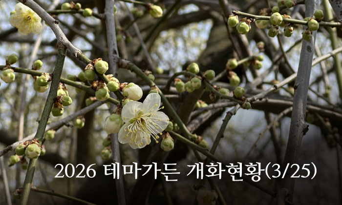 2026 테마가든 개화현황