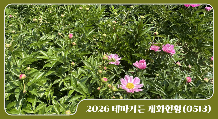2026 테마가든 개화현황