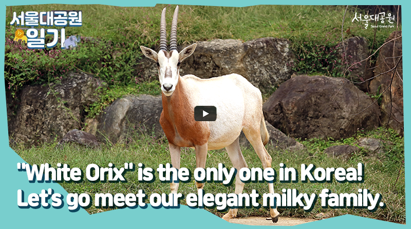 GoGo to meet the elegant milky family of the 'White Oryx'!