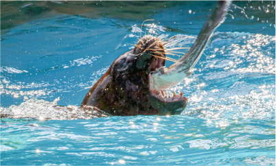 2025 동물원 여름나기