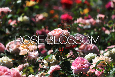 2024 장미원축제–ROSE BLOSSOM (장미, 피어나다)