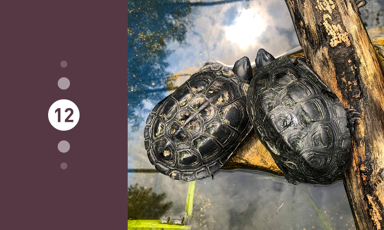 25년 12월의 동물 남생이