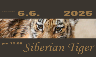 서울대공원 아기 호랑이, '설호'를 소개합니다.