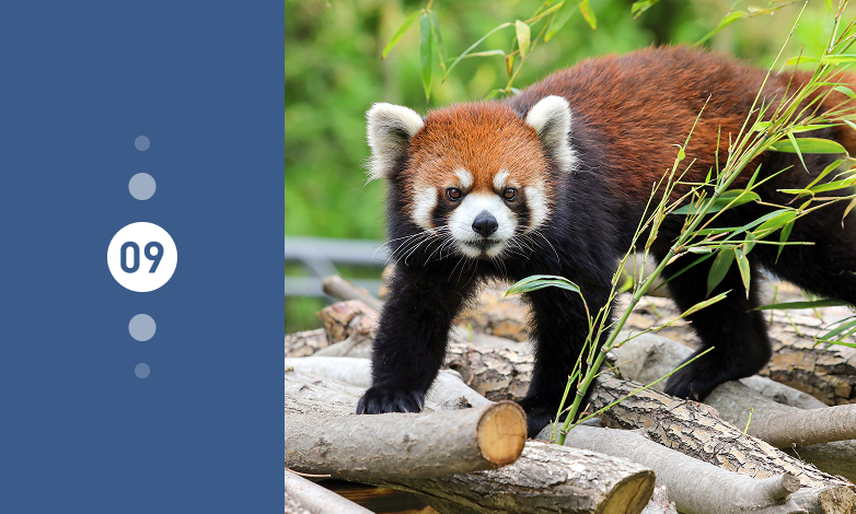 25년 9월의 동물 레서 판다