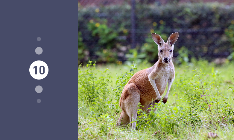 25년 10월의 동물 붉은캥거루