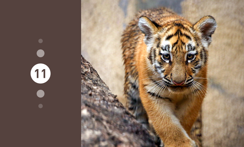 돌고래 이야기관 및 맹금사 개관! 이미지