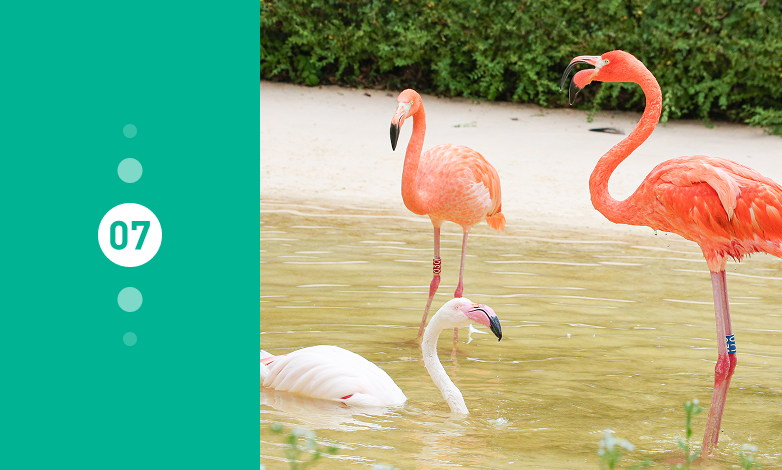 25년 7월의 동물 쿠바홍학